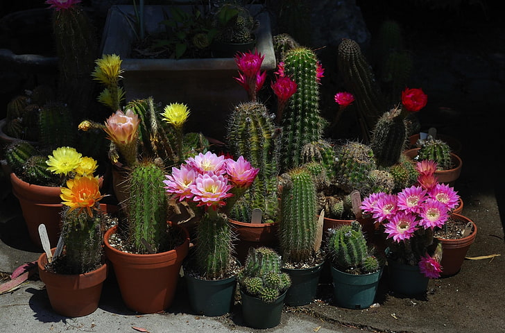 green cacti, cacti, flowers, bloom, pots, prickles, much, HD wallpaper