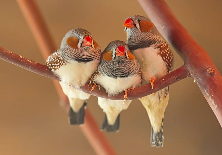 Trio parrot beak, 3 gray brown and red short beak birds, branch, parrot, beak, bird, trio, HD wallpaper