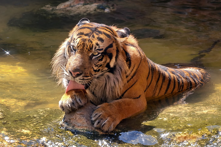 Felice, Zoo, Tigre di Sumatra, Fantastico, Sfondo HD