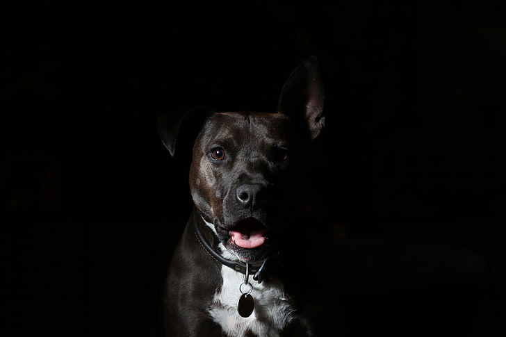 adulto marrom e branco pit bull, american staffordshire terrier, cão, focinho, pastor, HD papel de parede