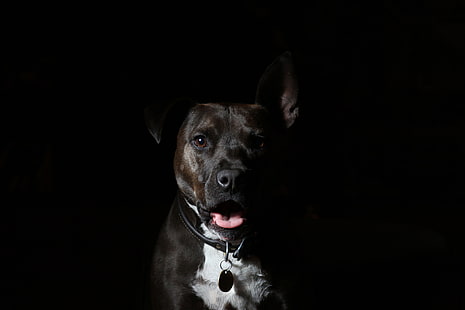 الكبار الثور البني والأبيض حفرة ، الأمريكي ستافوردشاير جحر ، كلب ، كمامة ، الراعي، خلفية HD HD wallpaper