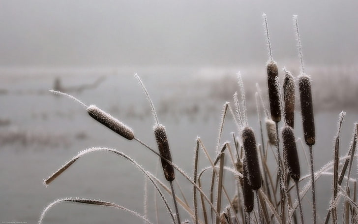 rumput cattail, tongkat, embun beku, salju, november, Wallpaper HD