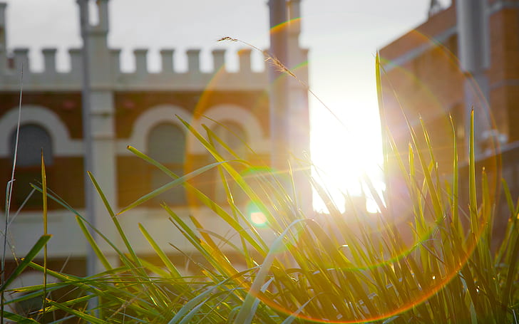 Gras-Sonnenlicht-Makro HD, Natur, Makro, Sonnenlicht, Gras, HD-Hintergrundbild