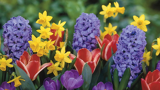 Narcisos, tulipas, açafrão, jacinto, flores, narcisos, tulipa, açafrão, jacinto, flores, HD papel de parede HD wallpaper