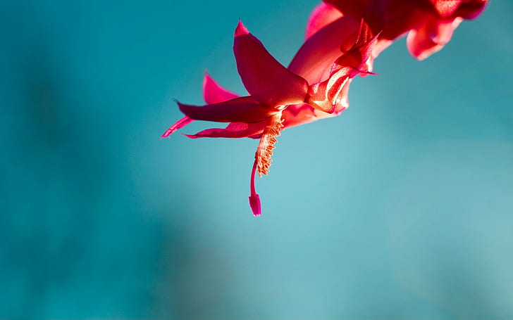 Blumen, einfacher Hintergrund, rote Blumen, Makro, HD-Hintergrundbild