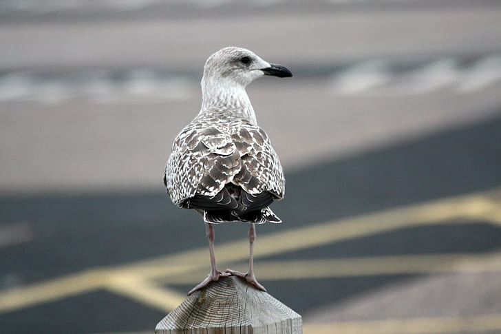 grey Gull perching on wooden post, herne, gull, herne, Sept, Young, 50 Shades of Gray, grey Gull, wooden, post, Bokeh, mottled, Herne Bay  Kent, Carpark, seashore, Mum, Yellow Lines, bird, nature, animal, seagull, wildlife, sea, feather, beach, animal Wing, beak, HD wallpaper