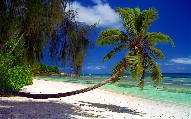 pemandangan alam pantai pohon-pohon palem laut semak pasir pulau tropis seychelles bayangan liburan musim panas, Wallpaper HD