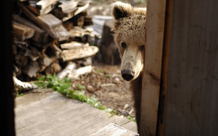 brown bear, bear, muzzle, looking out, door, wood, curiosity, HD wallpaper
