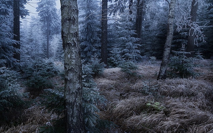 doğa, manzara, orman, don, Almanya, karanlık, çimen, ağaçlar, soğuk, kış, sis, HD masaüstü duvar kağıdı