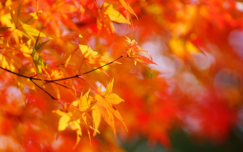 Autunno, acero, foglie rosse, sfondo sfocato, autunno, acero, albero, rosso, foglie, sfocato, sfondo, Sfondo HD HD wallpaper