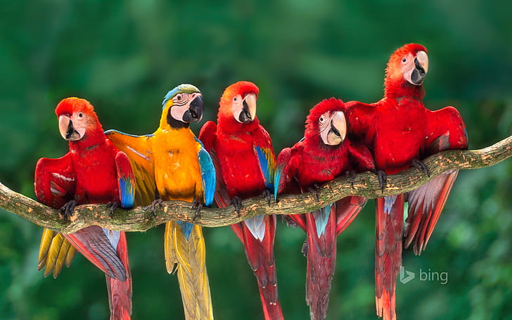 branch, feathers, beak, parrot, tail, Ara, Peru, Tambopata, HD wallpaper
