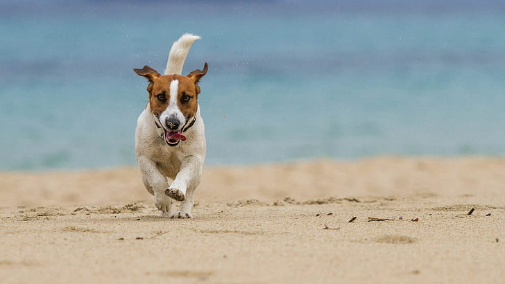 собака забавно бежит по пляжу, HD обои