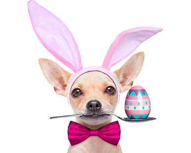 яйце, куче, Великден, лъжица, уши, празници, лък, чихуахуа, кучета, HD тапет HD wallpaper