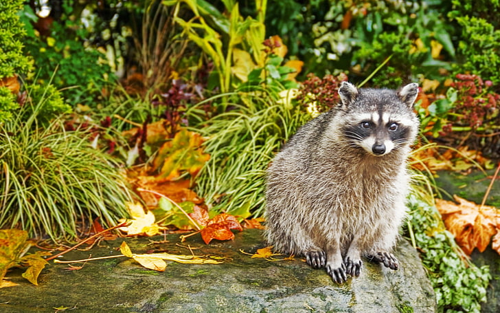 brown lemur, raccoon, grass, autumn, sit, HD wallpaper