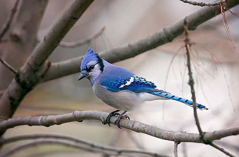 fotografía, naturaleza, animales, pájaros, arrendajos azules, Fondo de pantalla HD HD wallpaper