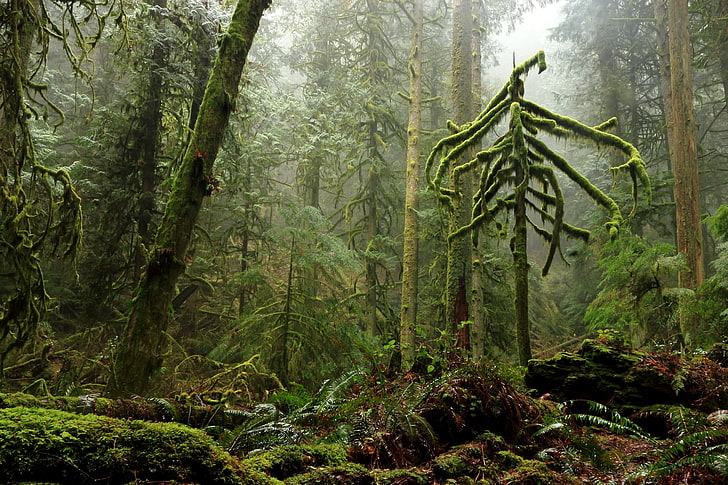 grüner und brauner Metallrahmen, Wald, Bäume, HD-Hintergrundbild