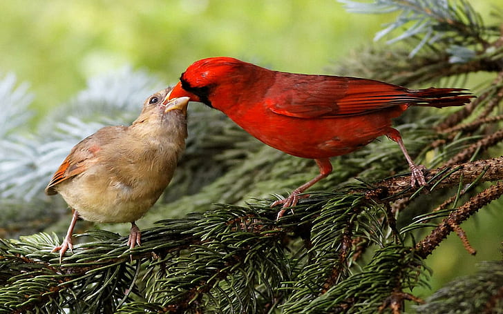 Cardinali del Nord, giovane uccello, albero, alimentazione, animali, Sfondo HD