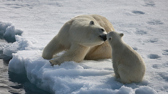 Cute, Polar Bear, Baby Polar Bear, Caring, Snow, Arctic, polar bear and polar bear cub, cute, polar bear, baby polar bear, caring, snow, arctic, HD wallpaper HD wallpaper
