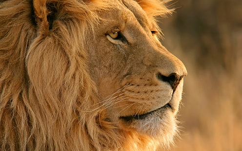 възрастен кафяв лъв, лъв, животни, големи котки, HD тапет HD wallpaper