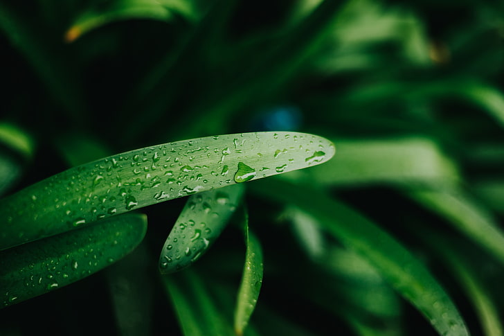 grüne lineare blättrige Pflanze, Pflanzen, Natur, Schärfentiefe, Wassertropfen, Tau, HD-Hintergrundbild