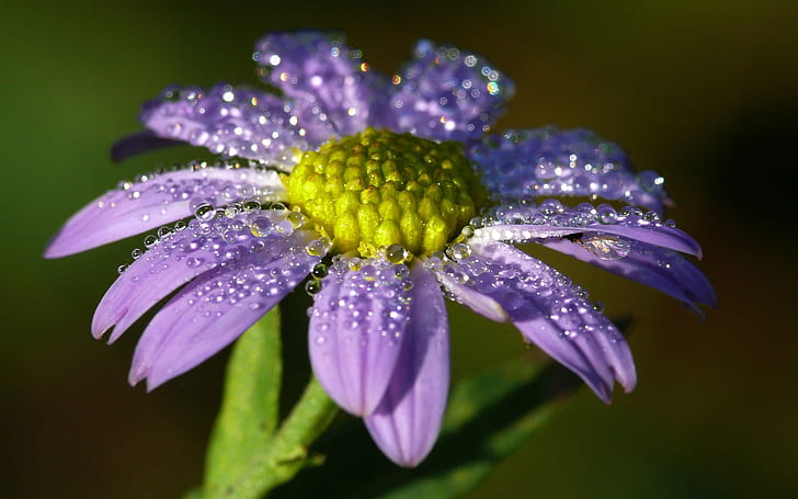 Bunga kesepian ungu, kelopak, embun, Kesepian, ungu, Bunga, Kelopak, Embun, Wallpaper HD