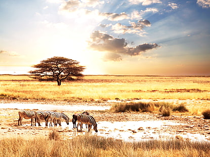 シマウマの群れ、動物、太陽、風景、サバンナ、アフリカ、シマウマ、アフリカの動物性、シマウマ、 HDデスクトップの壁紙 HD wallpaper