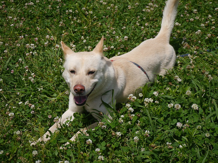 short-coated white dog, dog, grass, walking, playful, HD wallpaper