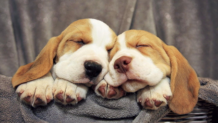 dog, puppies, beagle, puppy, sleep, cute, dog breed, HD wallpaper