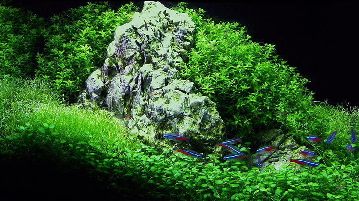잔디 물고기 이중 스크린 수족관 어항 동물 물고기 HD 아트, 잔디, 물고기, HD 배경 화면