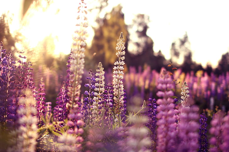 Sommerblumen, Sommerblumen, HD-Hintergrundbild