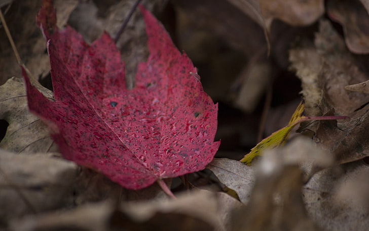 Ahornblatt Herbst fallen-2016 hochwertige HD Wand .., HD-Hintergrundbild