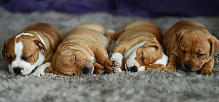 baby, Cute, dog, puppy, sleep, sleeping, HD wallpaper