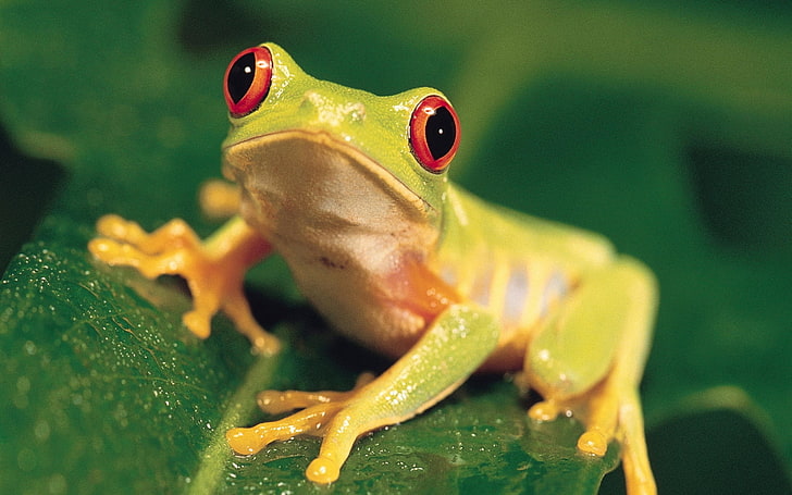 animal cute Red Stare Animals Frogs HD Art , nature, Green, cute, animal, Leaf, frog, HD wallpaper