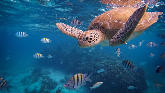 air, kura-kura laut, biologi kelautan, bawah air, tempayan, kura-kura, terumbu karang, laut, ikan, lautan, ikan terumbu karang, karang, Wallpaper HD HD wallpaper