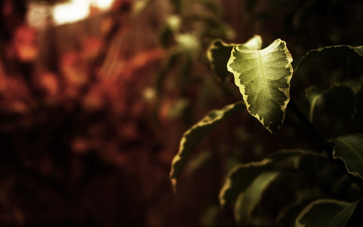 Leaf Macro HD, green leaf macro photography, nature, macro, leaf, HD wallpaper