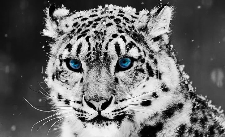 스노우 레오파드-흑백 초상화, 야생 고양이, 에어로, 흑백, 스노우 레오파드, 흑백 초상화, 스노우 레오파드 흑백, 파란 눈, HD 배경 화면