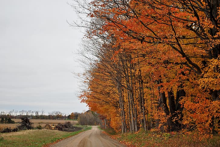 trees, Autumn, track, October, path, fall, HD wallpaper