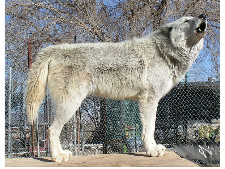 Biały wilk w zoo, mityczny, duch, wataha, dzikie zwierzę czarne, wataha, wilki, wilk, biały, piękny, timb, Tapety HD