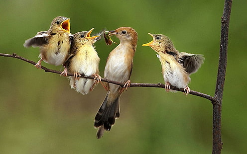 Birds feeding, 4 birds, animals, 1920x1200, bird, HD wallpaper HD wallpaper