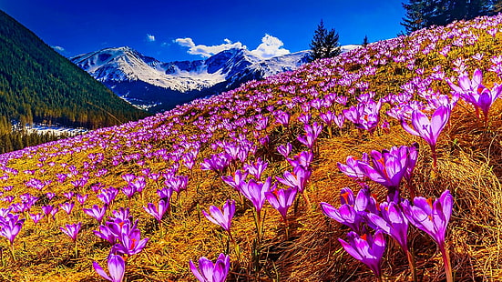 montanha, flores, neve, açafrão, campo, açafrão, campo de açafrão, paisagem de primavera, primavera, campo de primavera, HD papel de parede HD wallpaper