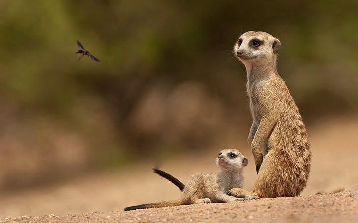 focus photo de meercats bruns au sol, suricates, sable, animaux, Fond d'écran HD