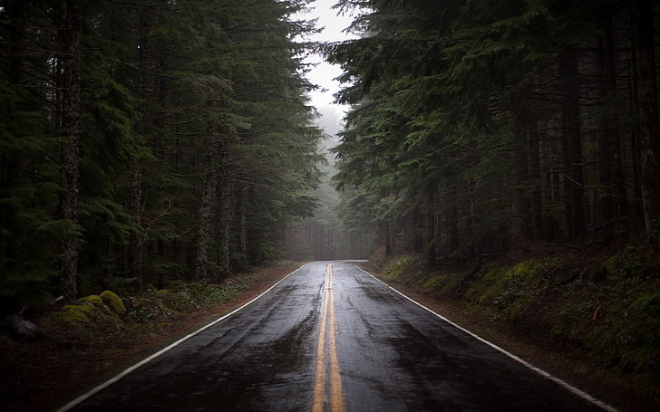 pavimento de hormigón gris, camino, bosque, Fondo de pantalla HD