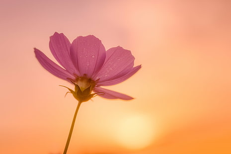 زهرة كوزموس الوردي في النهار ، تزهر ، كوزموس ، ضوء الشمس ، وردي ، زهرة ، النهار ، Tamron ، 90 مم ، F2.8 ، ماكرو ، يوكوهاما ، شروق الشمس ، ضوء الصباح ، اليابان ، ILCE-7M2 ، الطبيعة ، النبات ، البتلة ، الصيف ، الجمال في الطبيعة ، رأس الزهرة ، الصورة المقربة، خلفية HD HD wallpaper