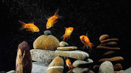 goldfish, rock balancing, stone balancing, underwater, fishes, fish, darkness, HD wallpaper HD wallpaper