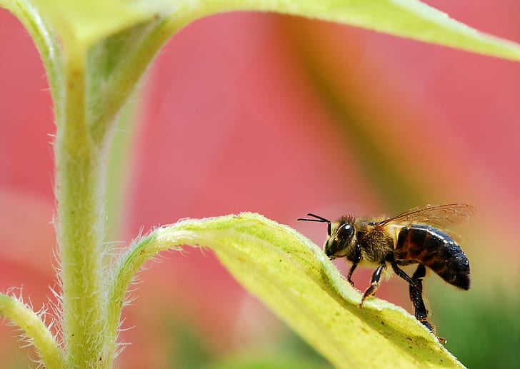 фотография с плитък фокус на медена пчела върху листа през деня, насекомо, природа, пчела, макро, в близък план, животно, лято, опрашване, цвете, растение, цветен прашец, зелен цвят, жълто, животно Крило, HD тапет
