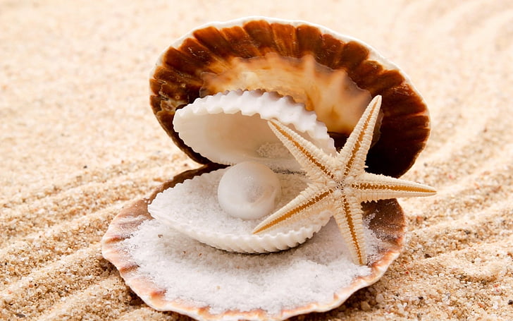 beaches, clam, pearl, sand, seashells, shell, starfish, HD wallpaper