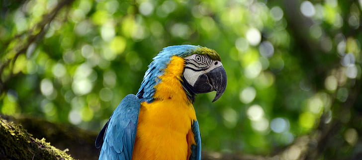 животное, птичий, клюв, птица, синий, яркий, красочный, экзотический, перья, джунгли, ара, природа, на открытом воздухе, попугай, вид сбоку, дикий, живая природа, крылья, желтый, HD обои