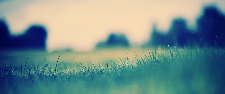 grünes gras, ultra-weit, schärfentiefe, natur, HD-Hintergrundbild