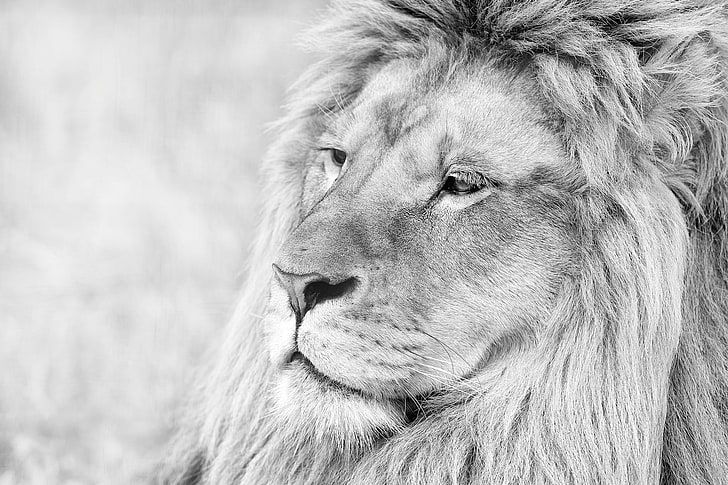 adult lion, lion, muzzle, mane, eyes, predator, black white, HD wallpaper