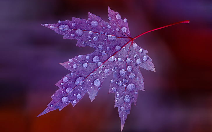 Krople wody na purpurowych liściach, liściach, kroplach wody, Tapety HD